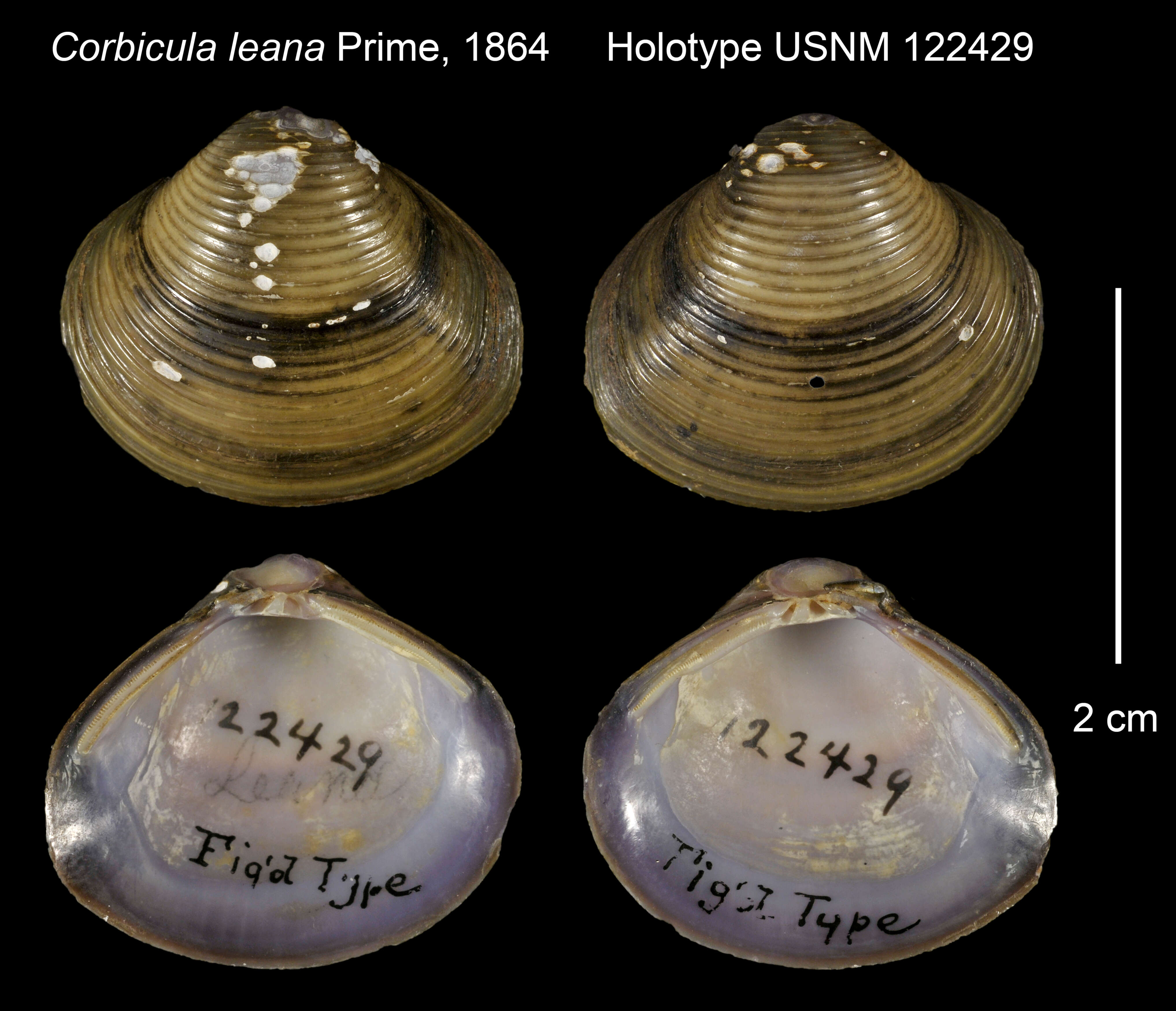 Image of Corbicula leana Prime 1864