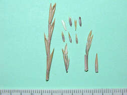 Image of Wimmera ryegrass