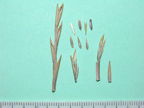 Image of Wimmera ryegrass