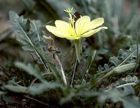 Image of desert evening primrose