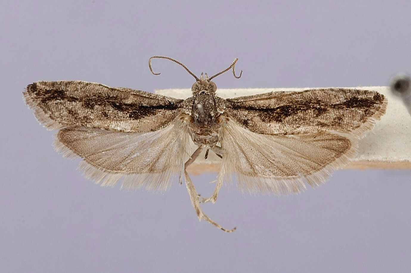 Epinotia zandana Kearfott 1907 resmi