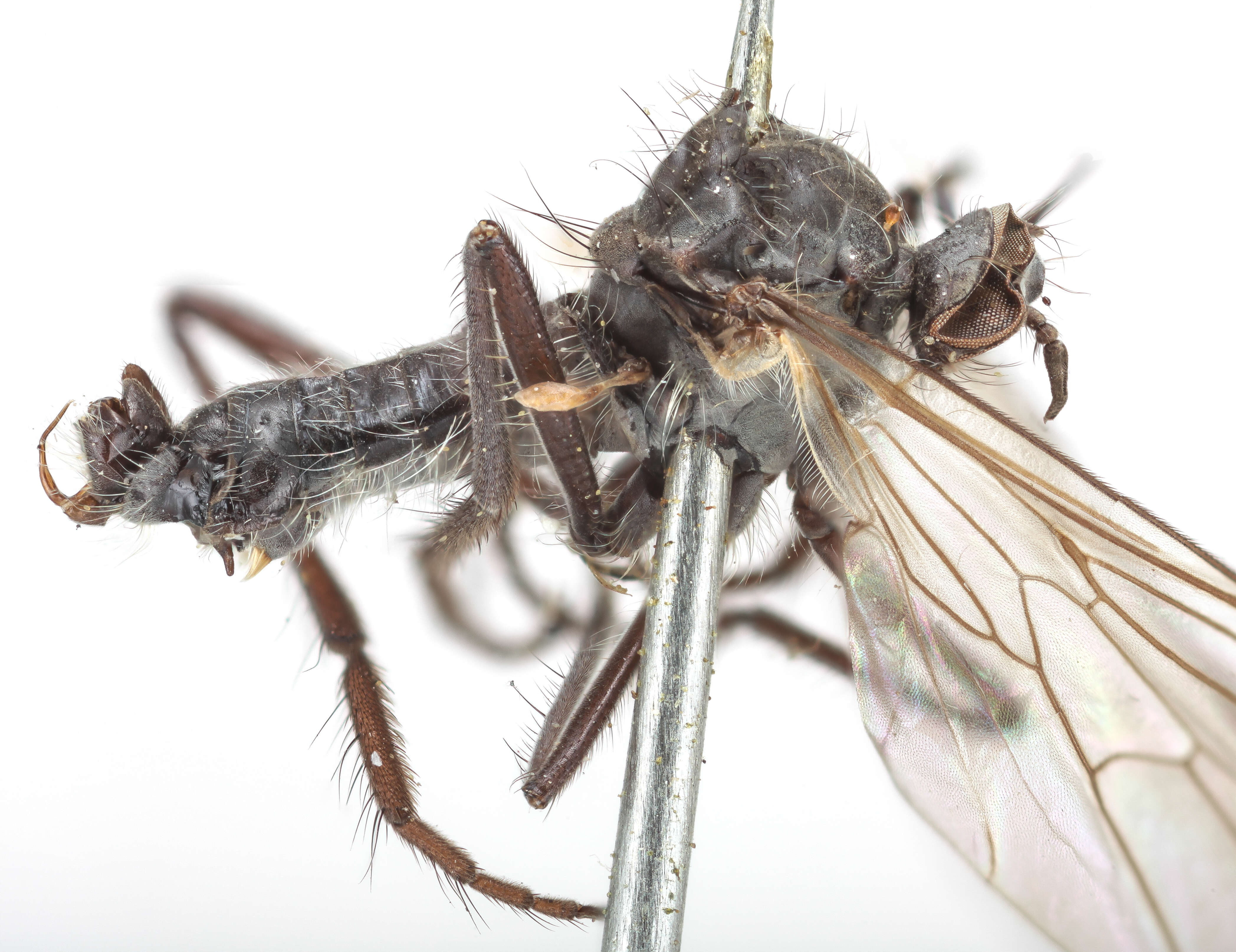 Image of Rhamphomyia albopilosa Coquillett 1900