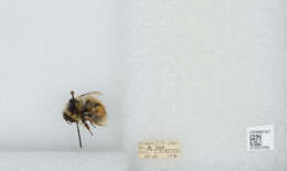 Image de Bombus sylvicola Kirby 1837