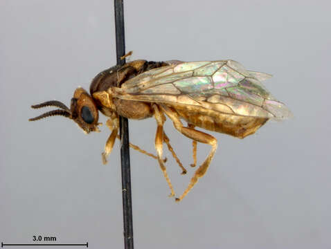 Image of Neodiprion swainei Middleton