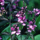 Image of Securidaca longifolia Poepp. & Endl.