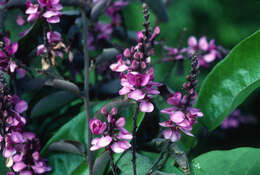 Image of Securidaca longifolia Poepp. & Endl.