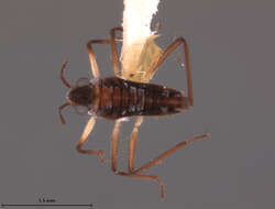 Image of Microvelia crinata Drake 1951