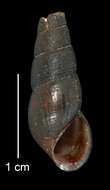 Image of Juga plicifera (I. Lea 1838)