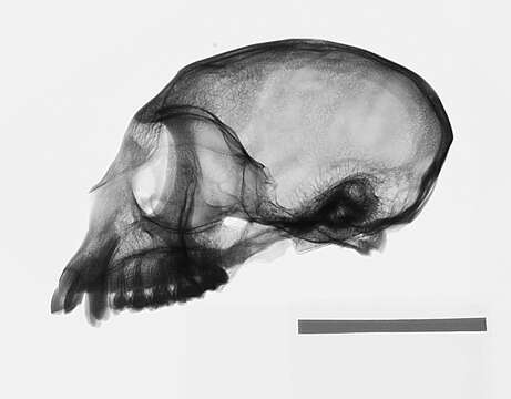 Plancia ëd Chlorocebus pygerythrus pygerythrus (F. Cuvier 1821)