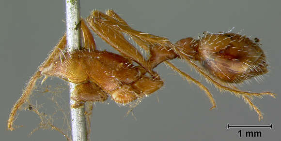 Image of Florida Harvester Ant