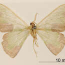 Image of Oospila sellifera Warren 1906