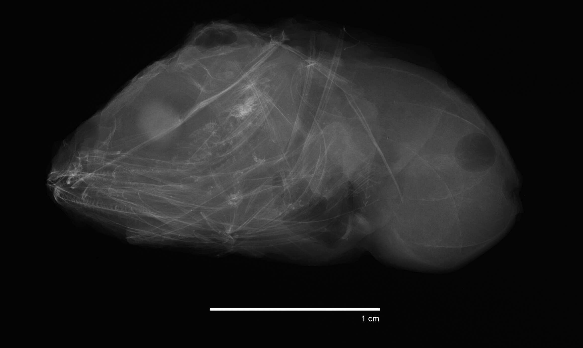 Plancia ëd Careproctus ostentum Gilbert 1896