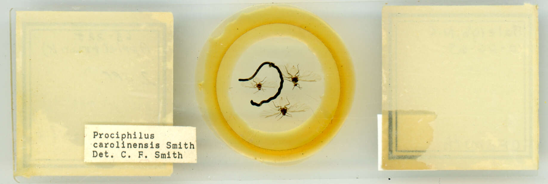 Image of Prociphilus (Prociphilus) carolinensis Smith & C. F. 1969