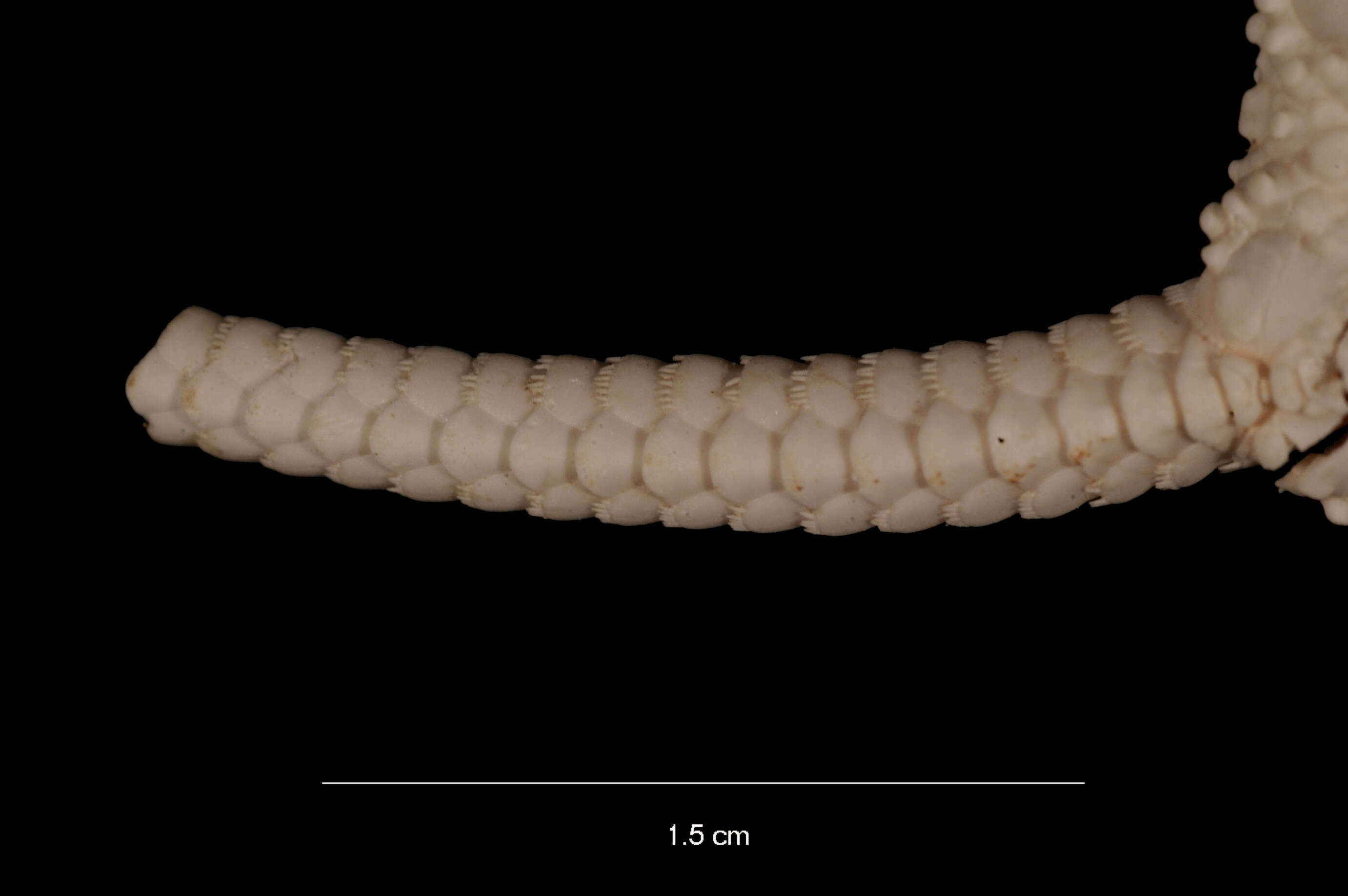 Image of Ophiuroglypha ossiculata (Koehler 1908)