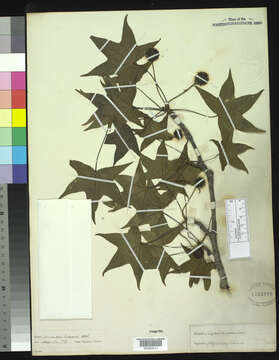 Image of American Sweetgum