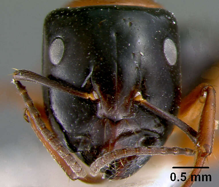 صورة Camponotus armstrongi McAreavey 1949