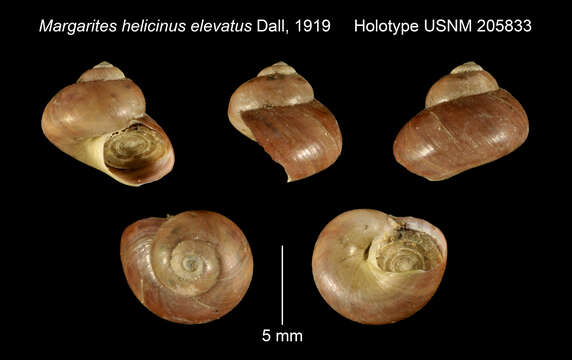 Image of <i>Margarites helicinus elevatus</i> Dall