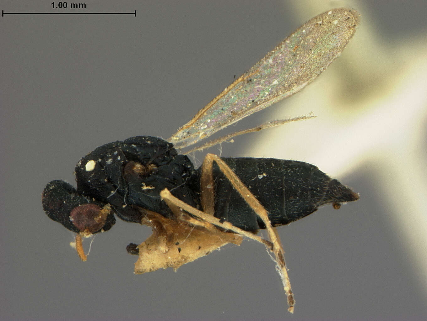 Image of Galeopsomyia nigrocyanea (Ashmead 1886)