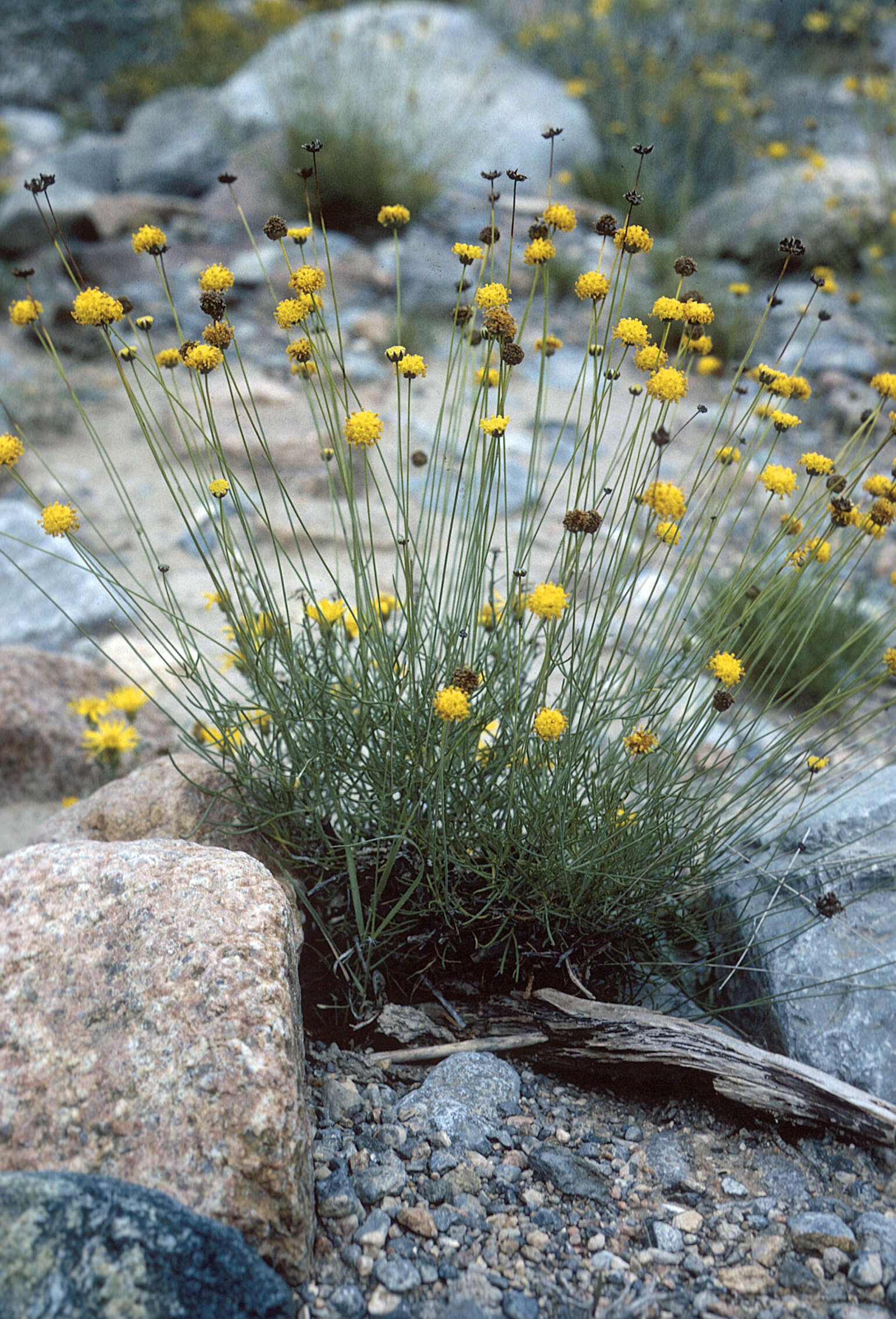 Image de Thelesperma longipes A. Gray