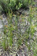 Image of Le Conte's Flat Sedge