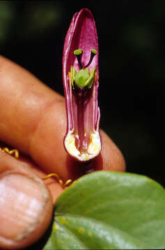 Sivun Passiflora orbiculata Cav. kuva