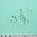 Image of Agrostis tenerrima Trin.