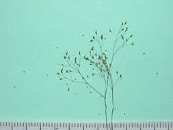 Image of Agrostis tenerrima Trin.