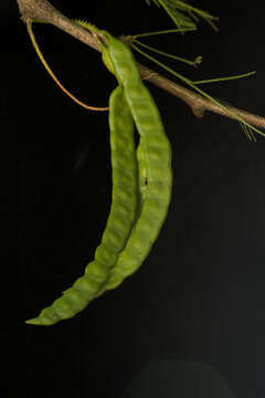 Image of smooth mesquite