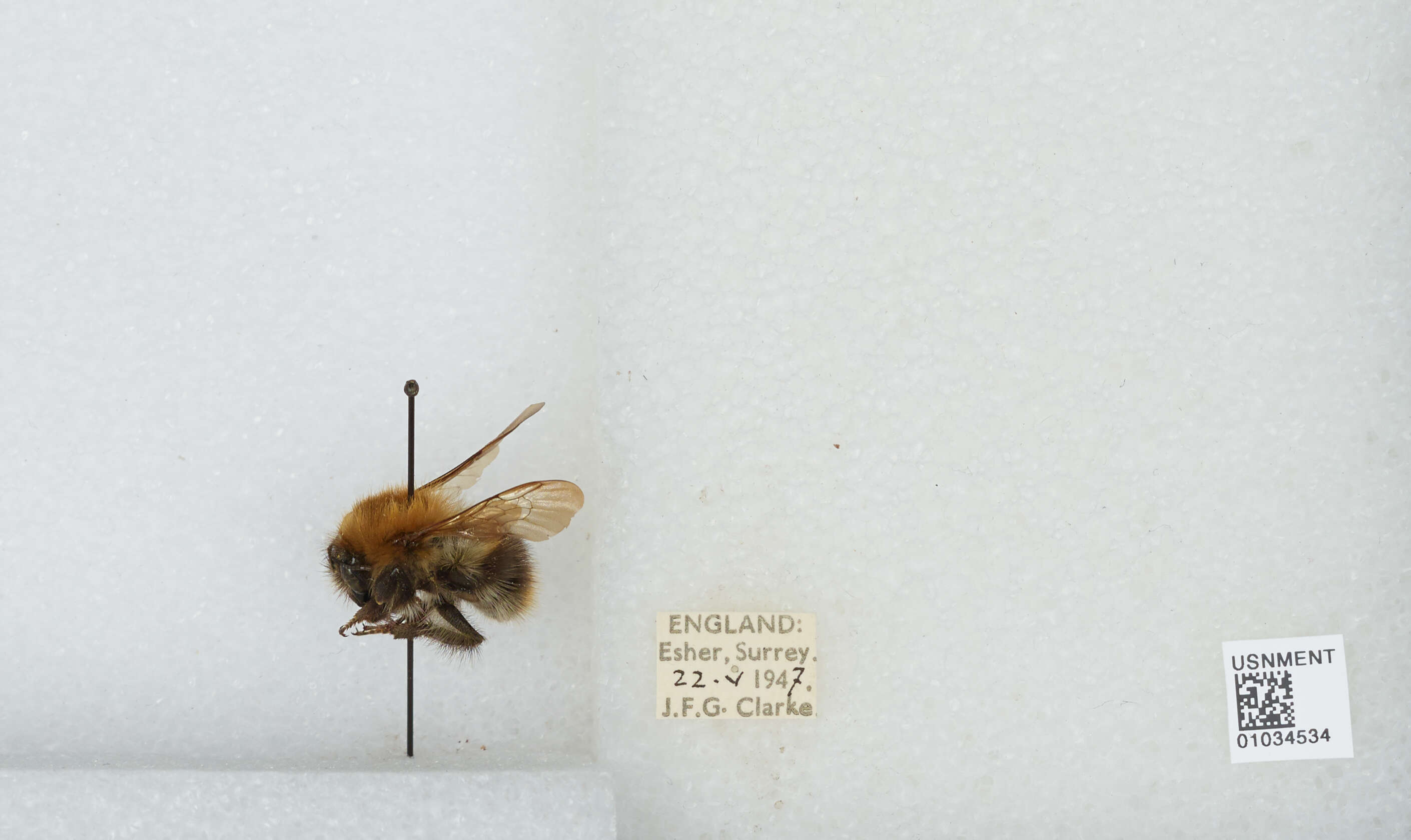 Image of Common carder bumblebee