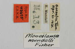 Image of Moneilema mundelli Fisher 1931