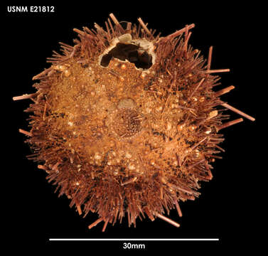 Image of Antarctic sea urchin