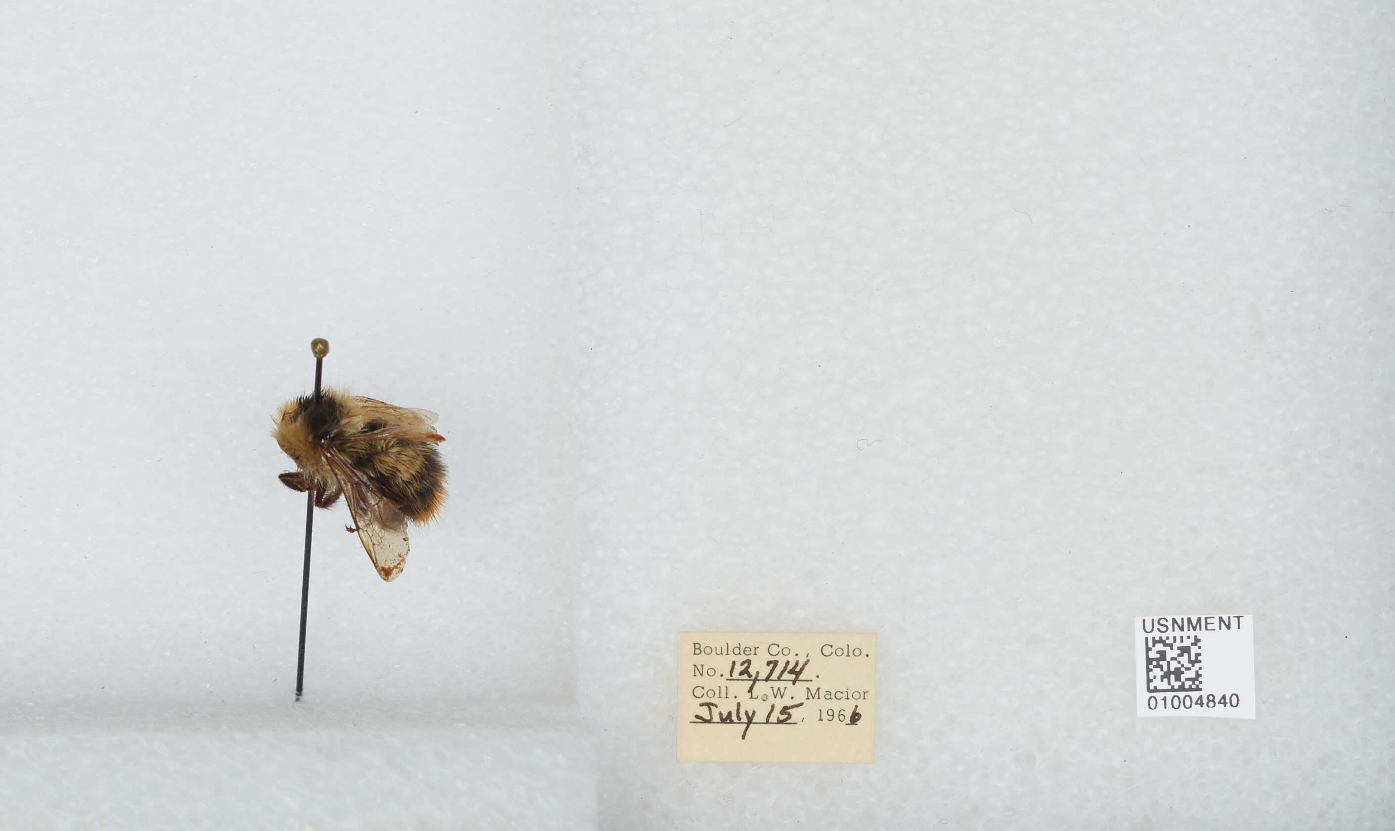 Image de Bombus balteatus Dahlbom 1832