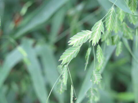 Plancia ëd Uniola latifolia Michx.