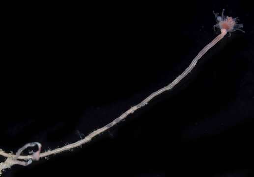 Image of pinkmouth hydroid