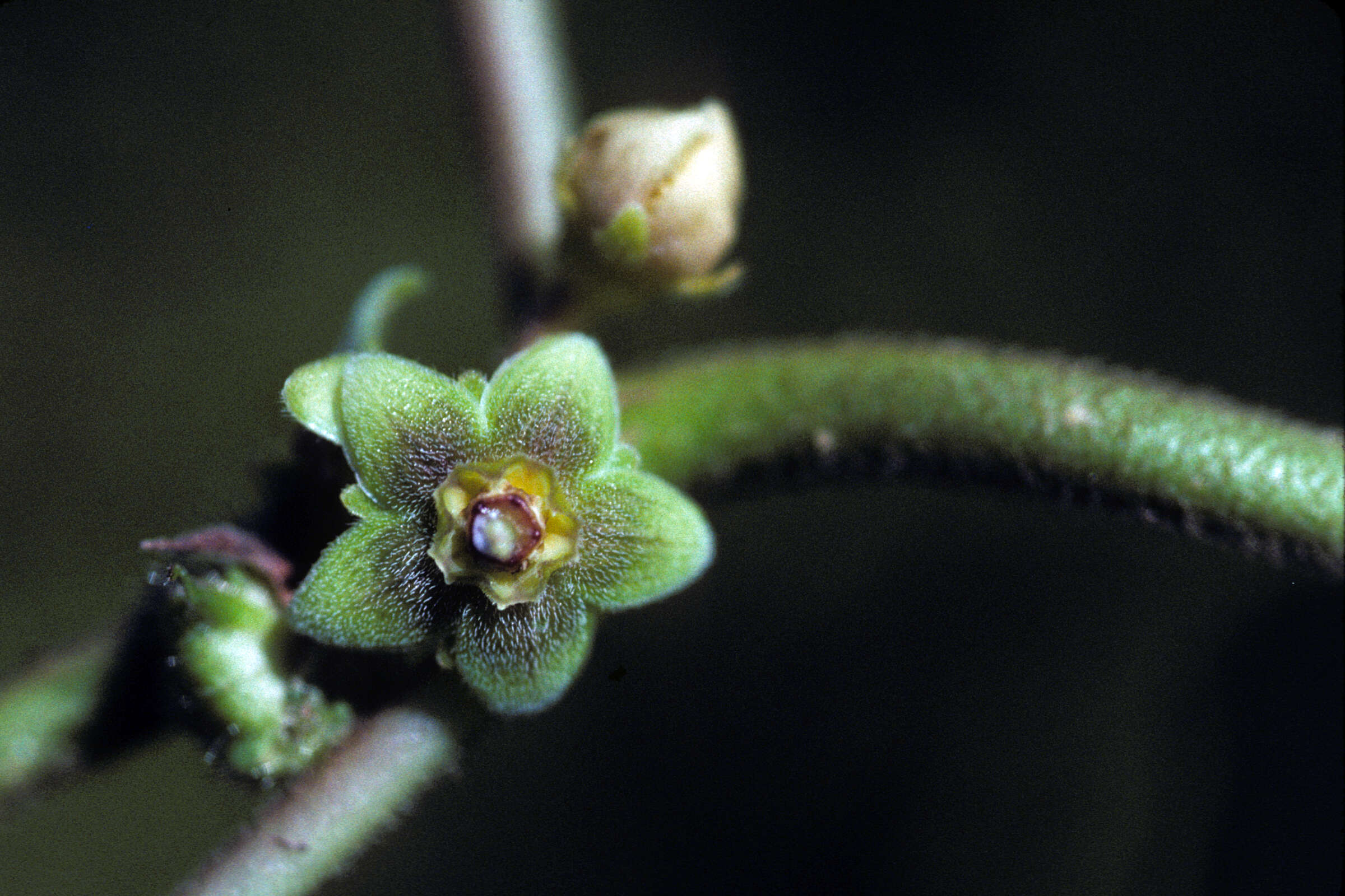 Image of Matelea maritima (Jacq.) Woodson