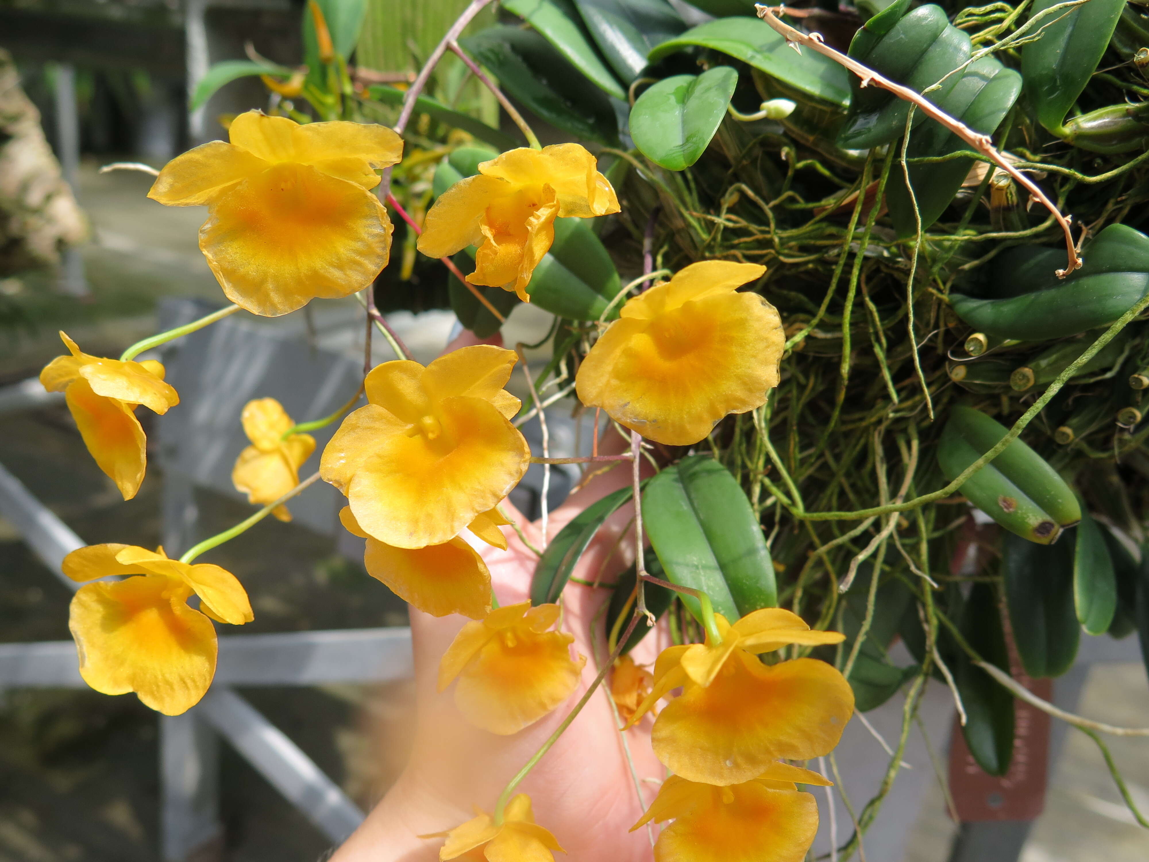 Image of Dendrobium lindleyi Steud.