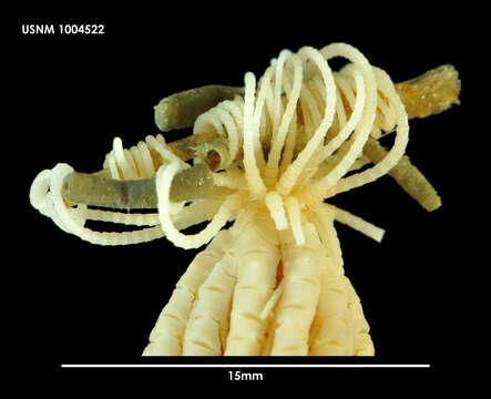 Слика од Isometra graminea John 1938