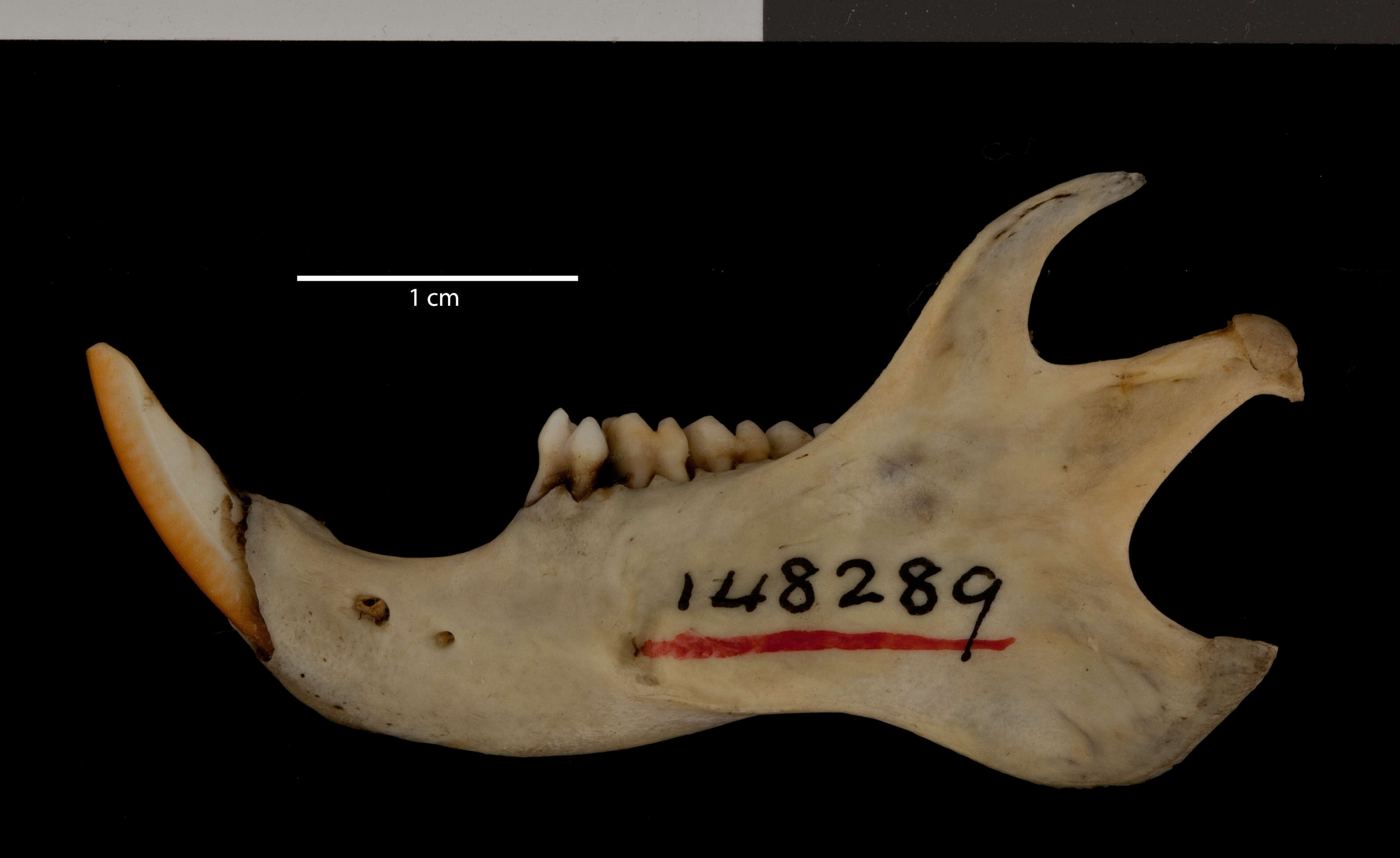 صورة Otospermophilus variegatus grammurus (Say 1823)