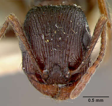 Image of Pogonomyrmex brevibarbis Emery 1906