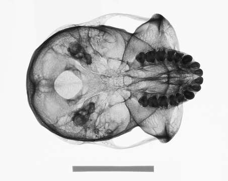 Image of Presbytis rubicunda ignita Dollman 1909