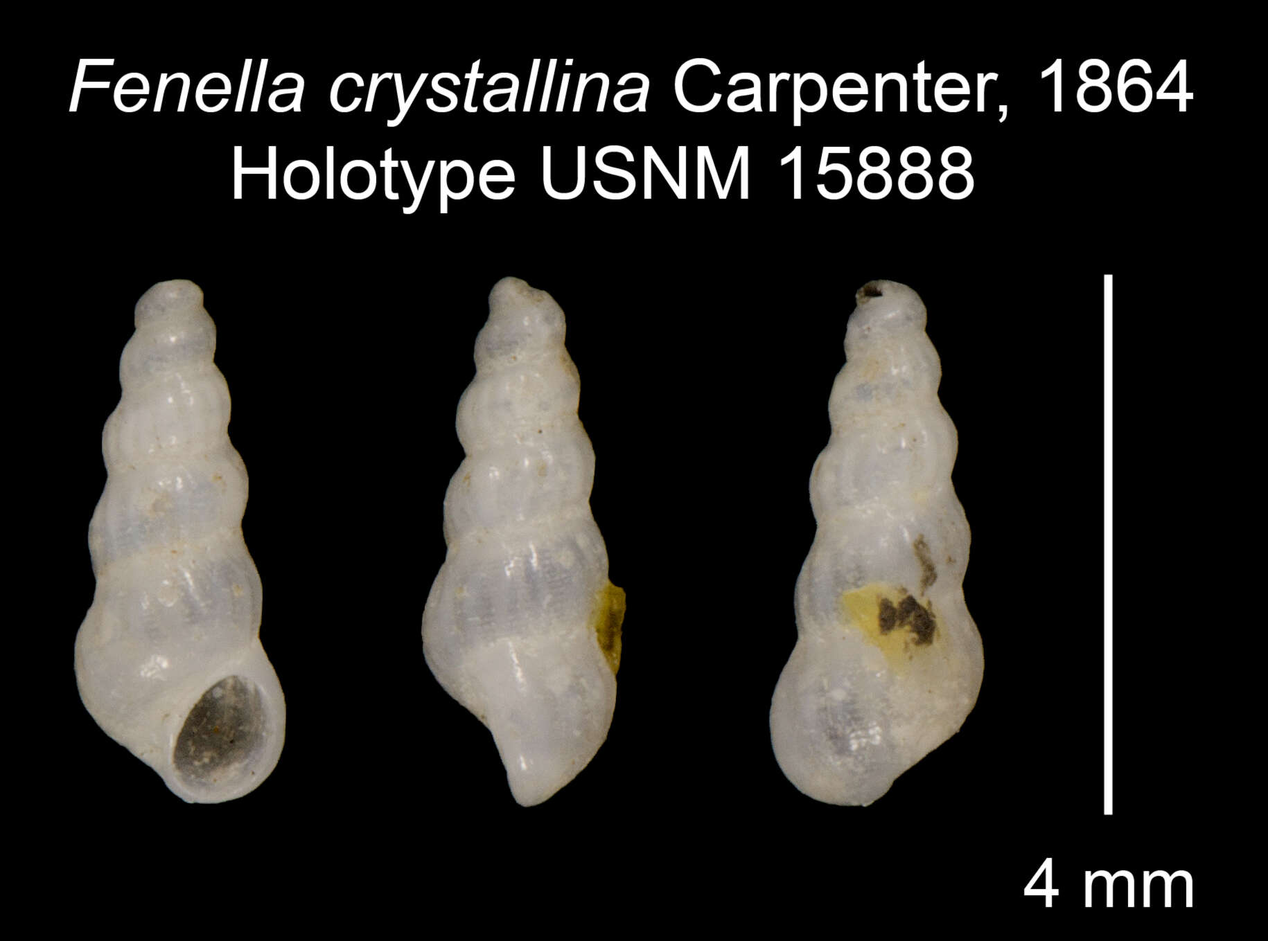 Image of Fenella crystallina Carpenter