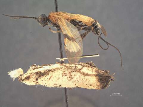 صورة Cyanopterus steirastomae Viereck 1912