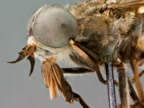 Image of Tabanus mordax Austen 1911