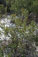 Image de Lyonia fruticosa (Michx.) G. S. Torr. ex B. L. Robins.