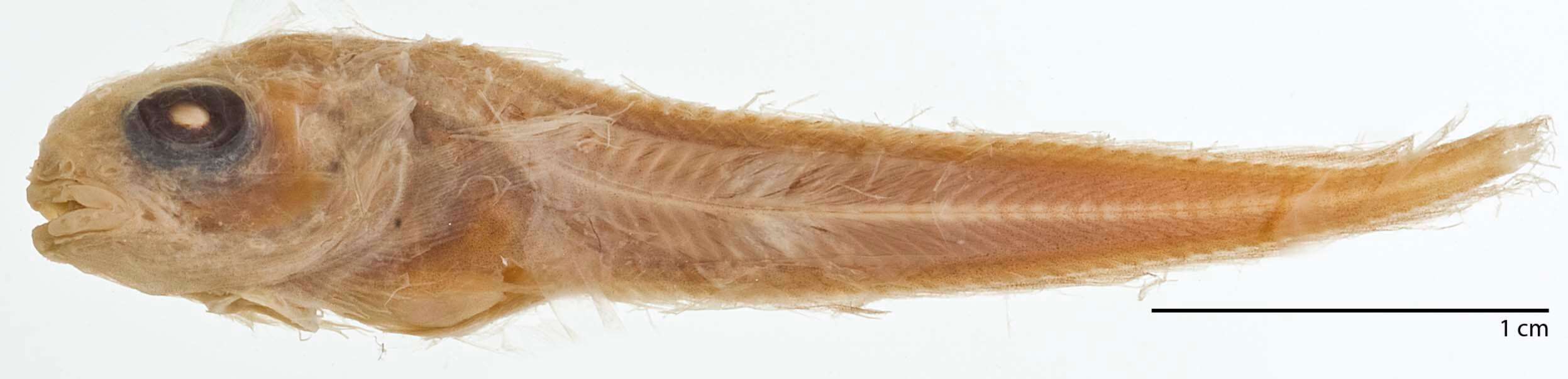 Image of Stout snailfish