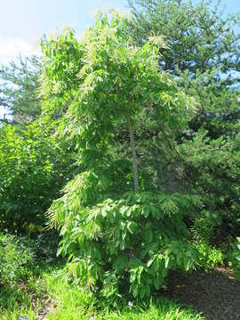 Image de Oxydendrum