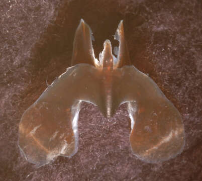 Image of Atlantic bird squid