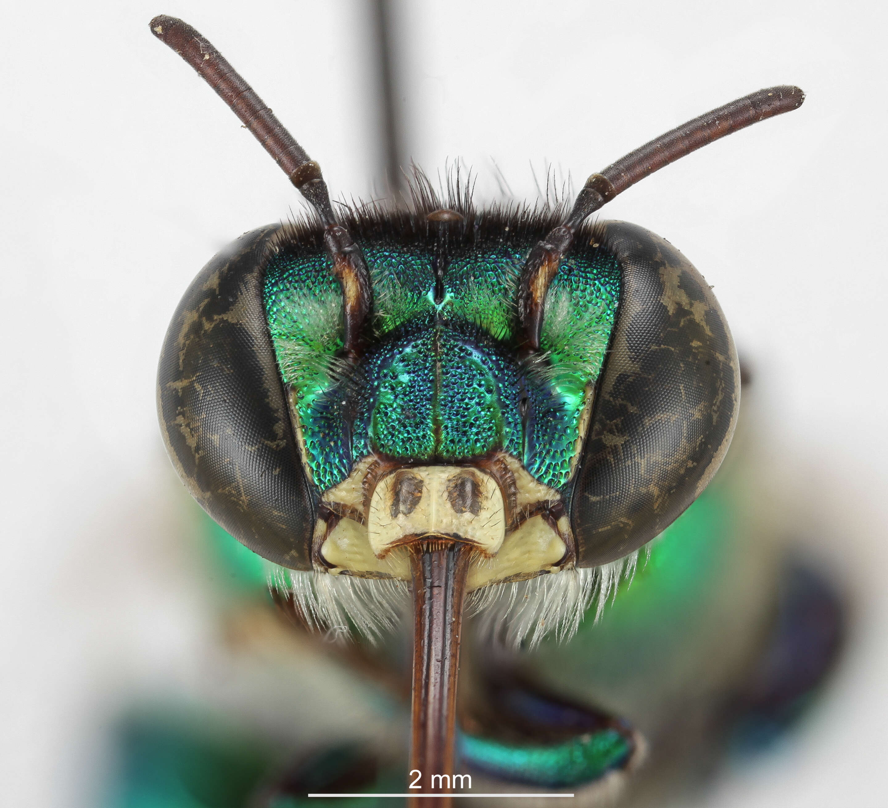 Image de Euglossa hemichlora Cockerell 1917