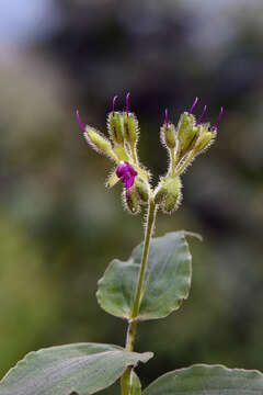 Image of Tinantia erecta (Jacq.) Fenzl