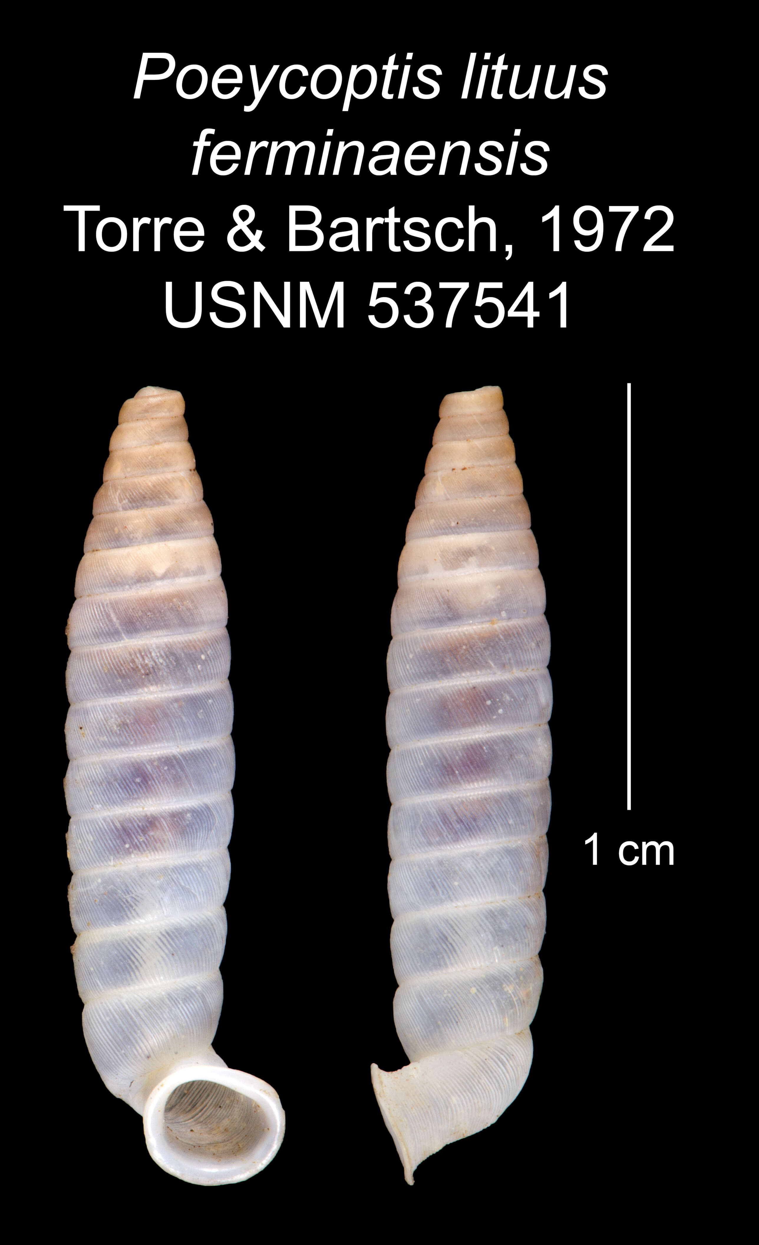 Imagem de Poeycoptis lituus ferminaensis C. Torre & Bartsch 1972